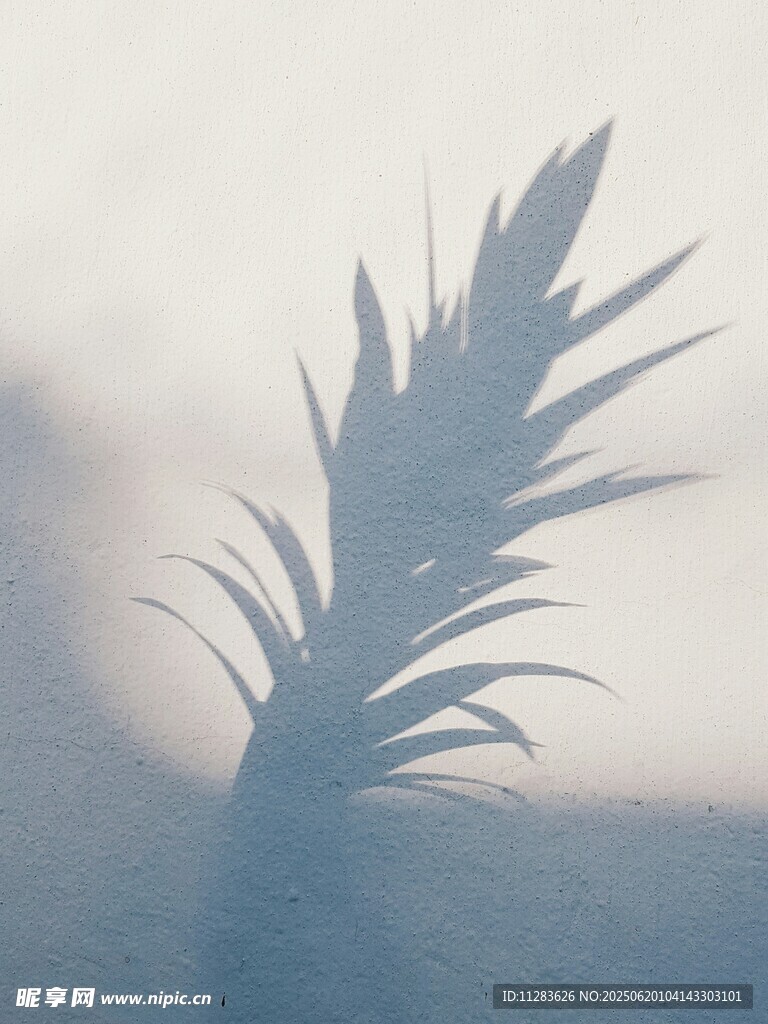 逆光中的植物叶片