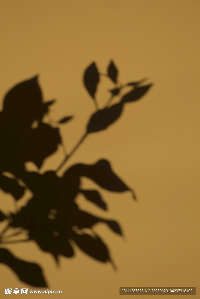 夕阳下的枝叶剪影