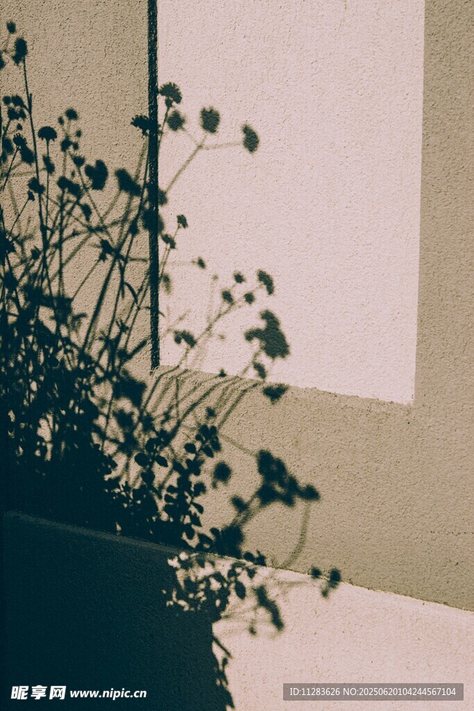 绿植光影
