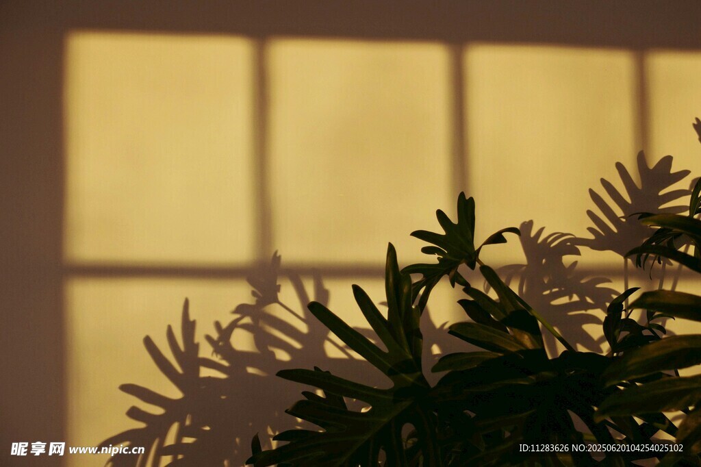 窗下绿植映着温暖光影