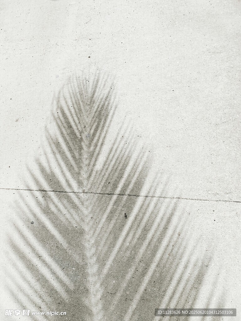 灰白叶片纹理特写