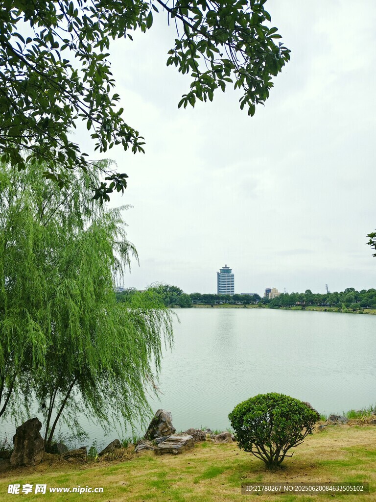 湖畔垂柳 树影湖光