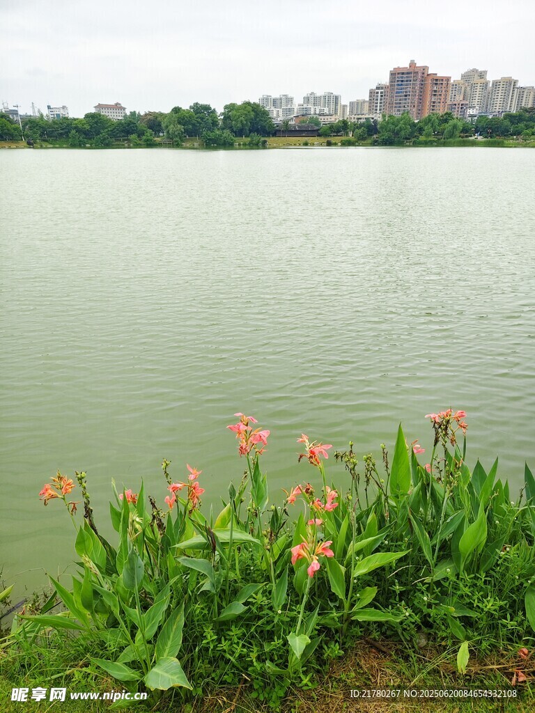 湖畔绿植与远处城市景观