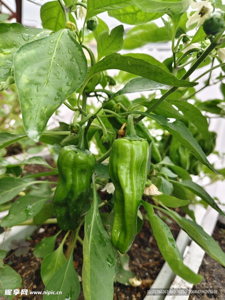 种青椒