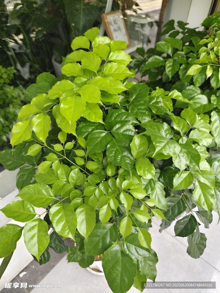 翠绿生机盎然的绿植