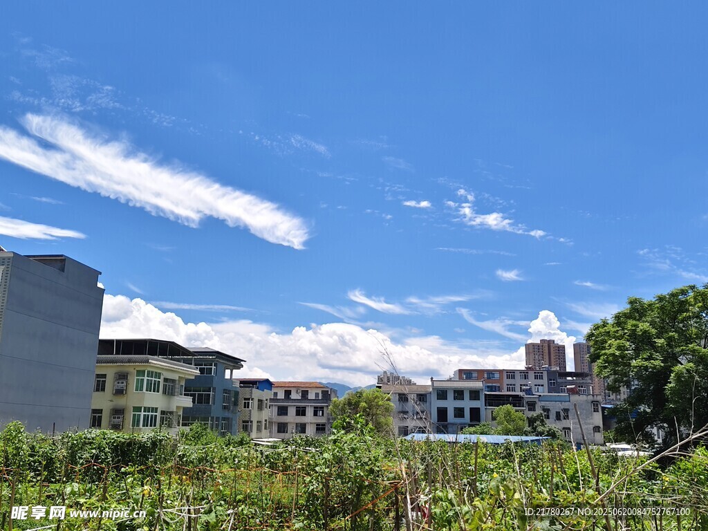 城市蓝天绿植