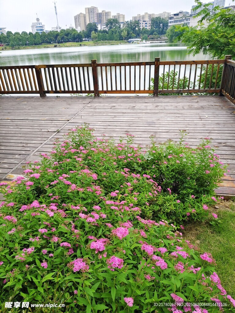 湖畔花丛 木质观景台