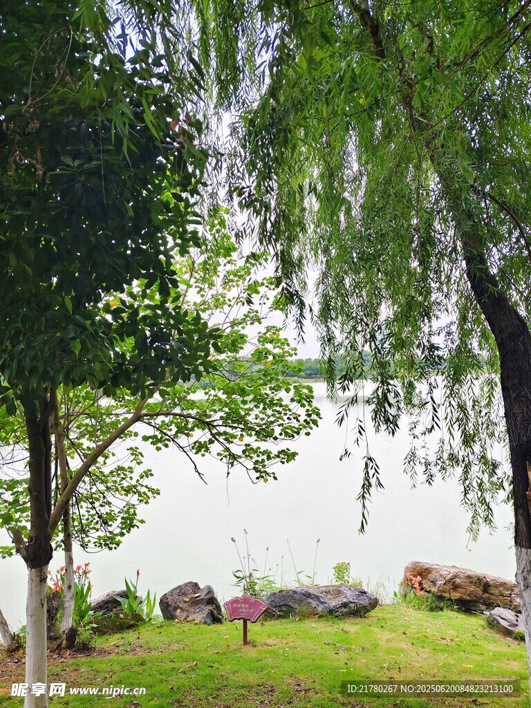 湖畔绿树下