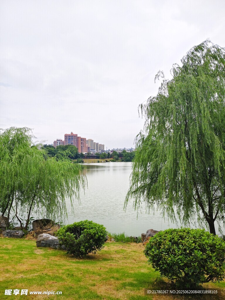 湖畔垂柳绿植 风景如画