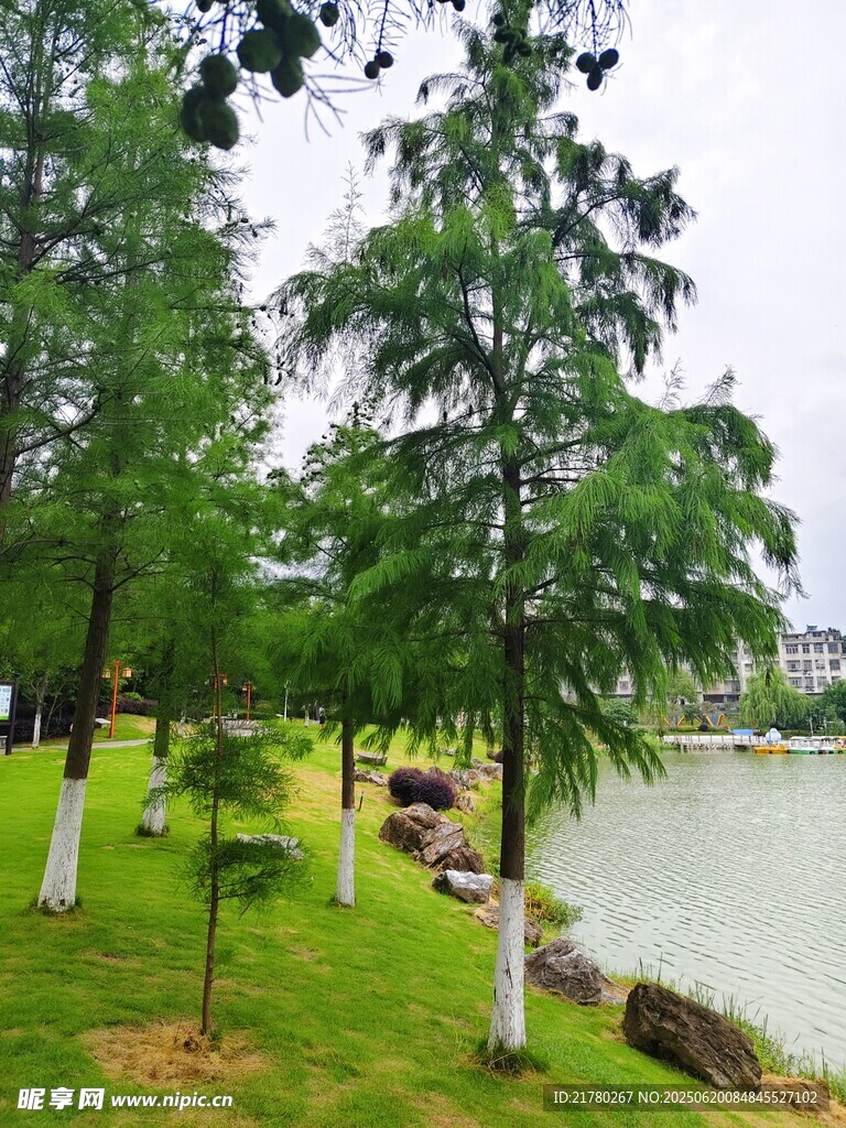 湖畔绿树成荫的清新景致