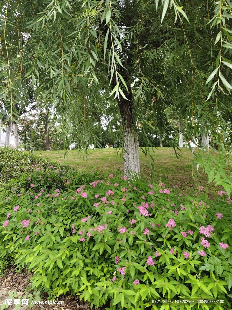柳树花丛