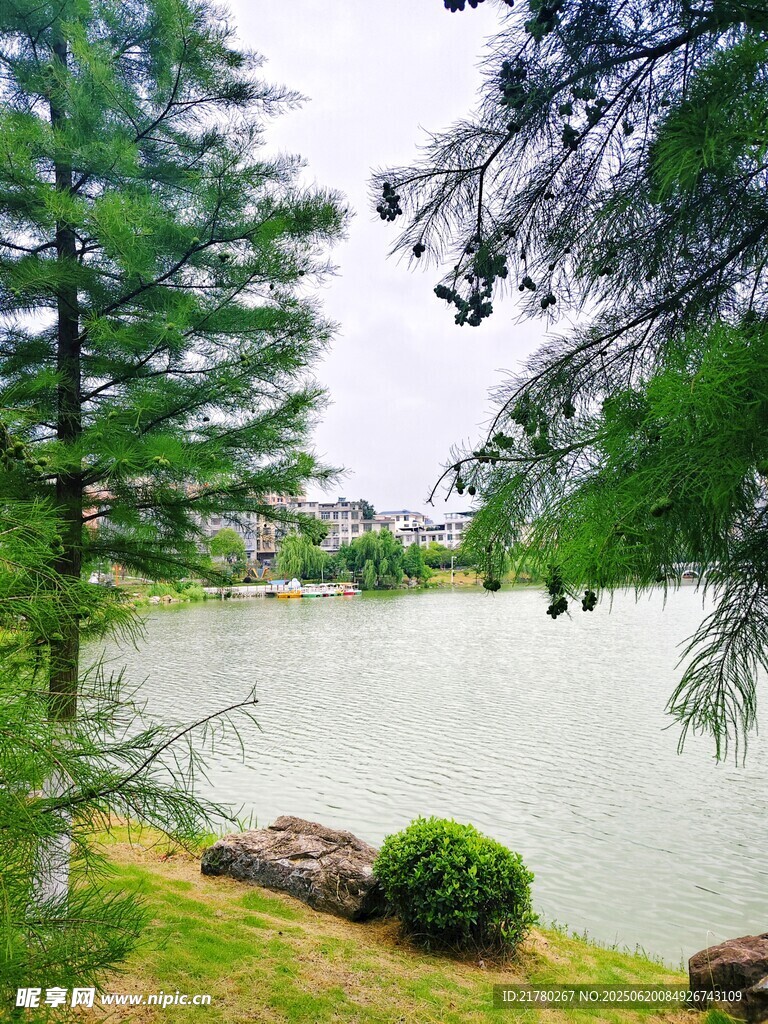 湖畔绿树成荫的静谧景致