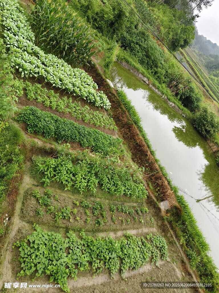田园菜地景观 绿意盎然