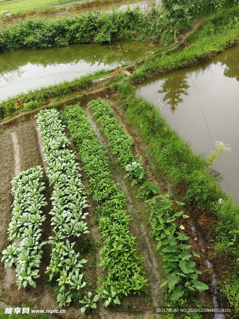 田园菜地