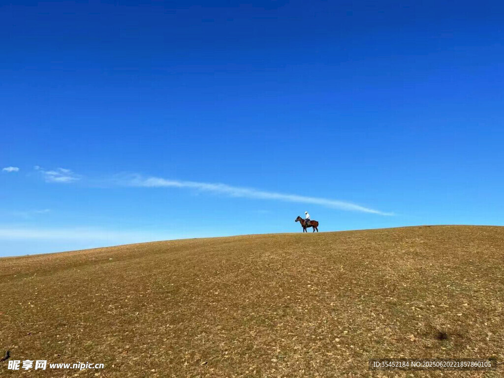 草原孤马