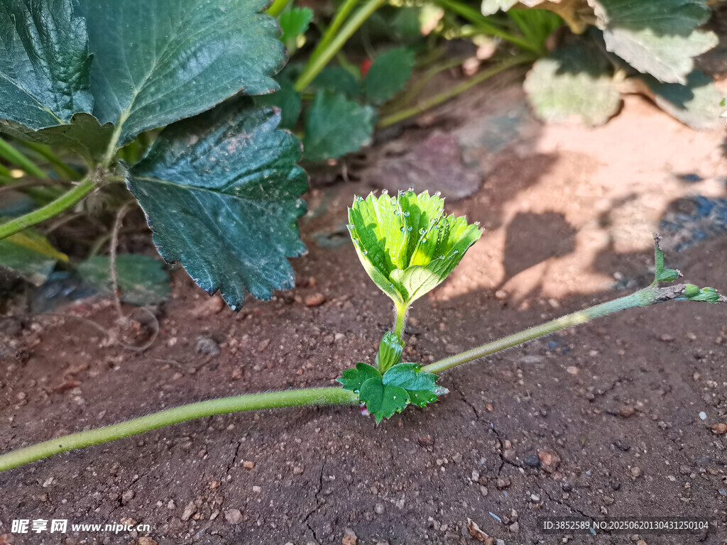 草莓叶子上的露珠