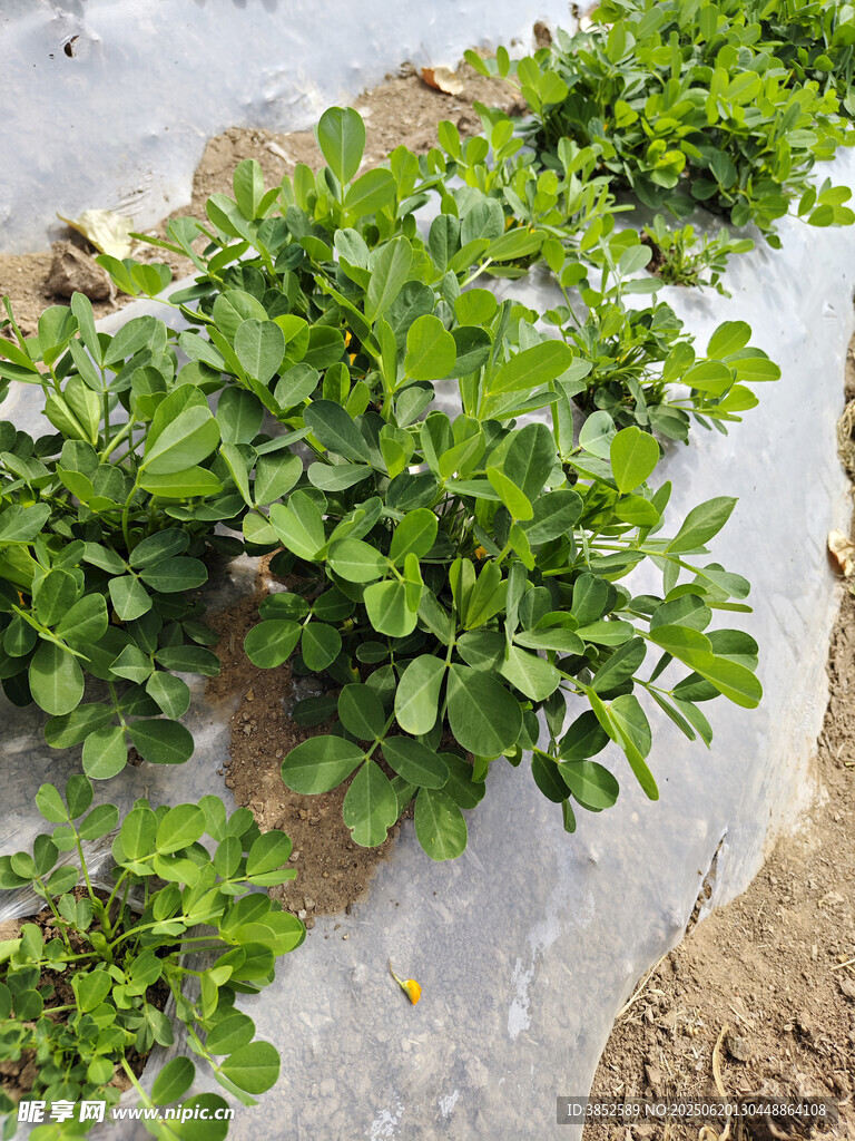 花生叶子花生种植