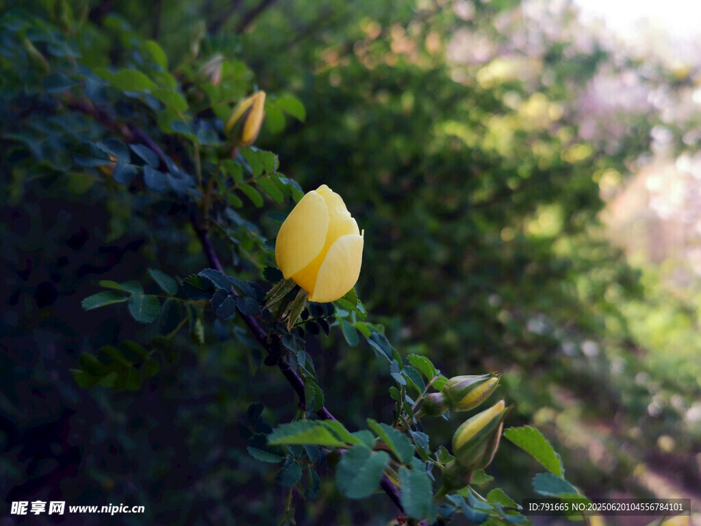 枝头黄玫瑰绽放