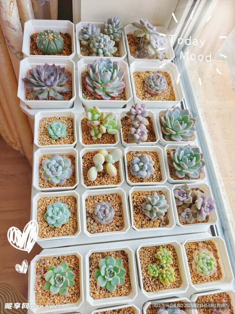 多样多肉植物盆栽展示
