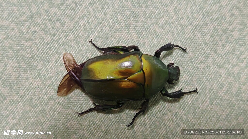 多彩甲虫特写