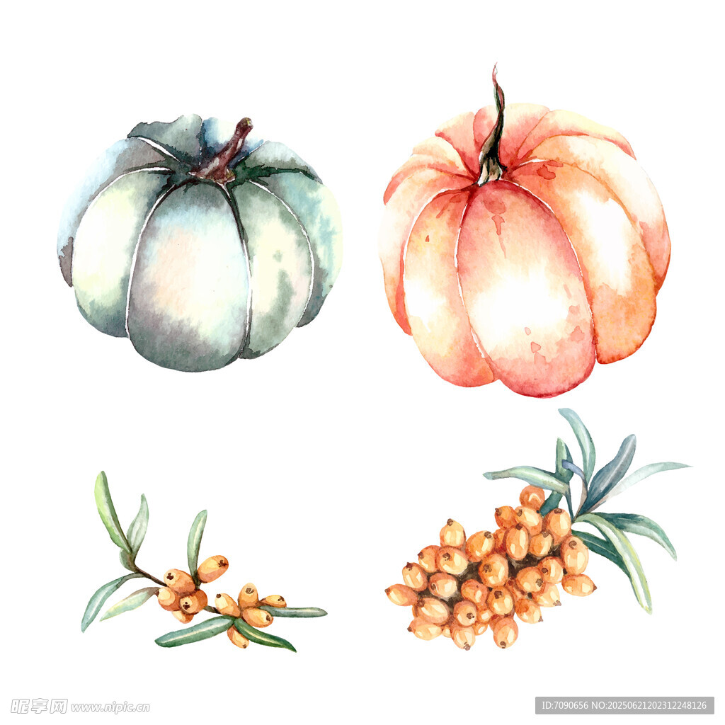 水彩绘南瓜与沙棘果