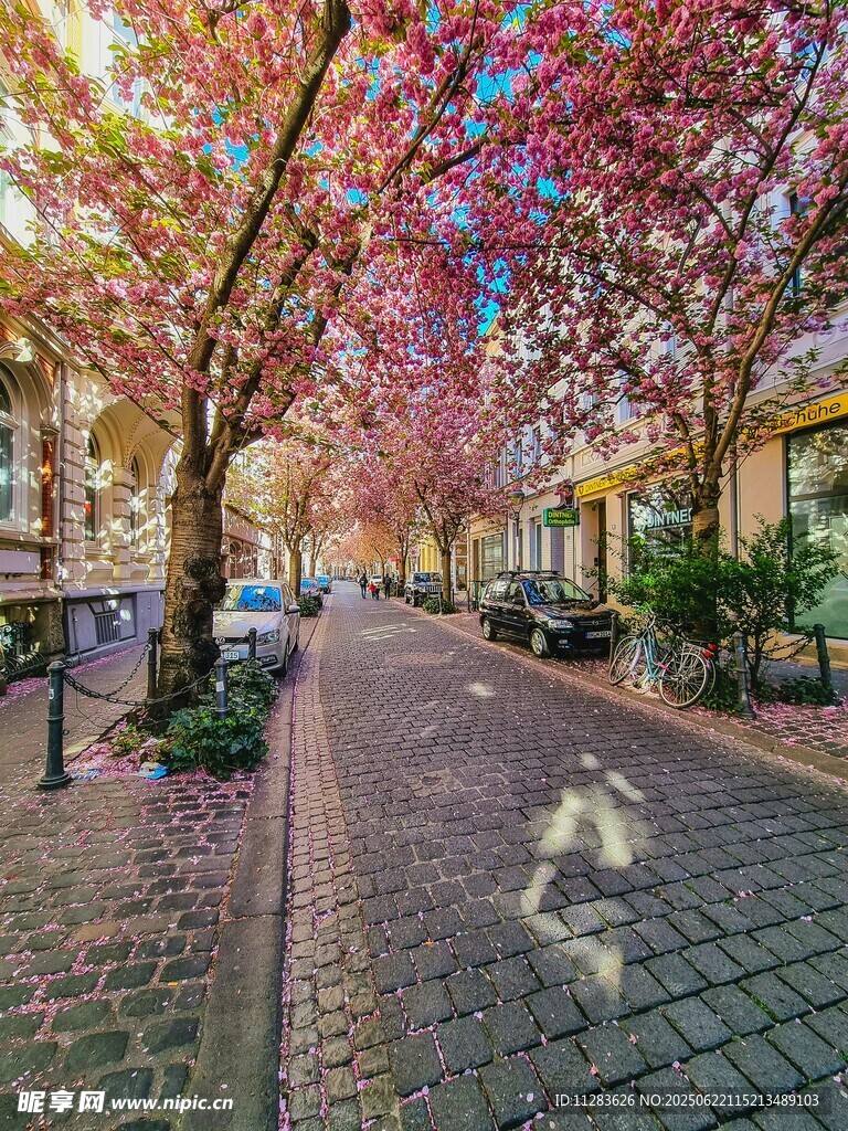 繁花盛开的城市街道美景