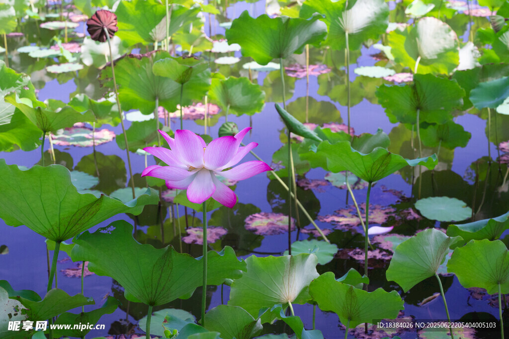 池塘中的娇艳荷花