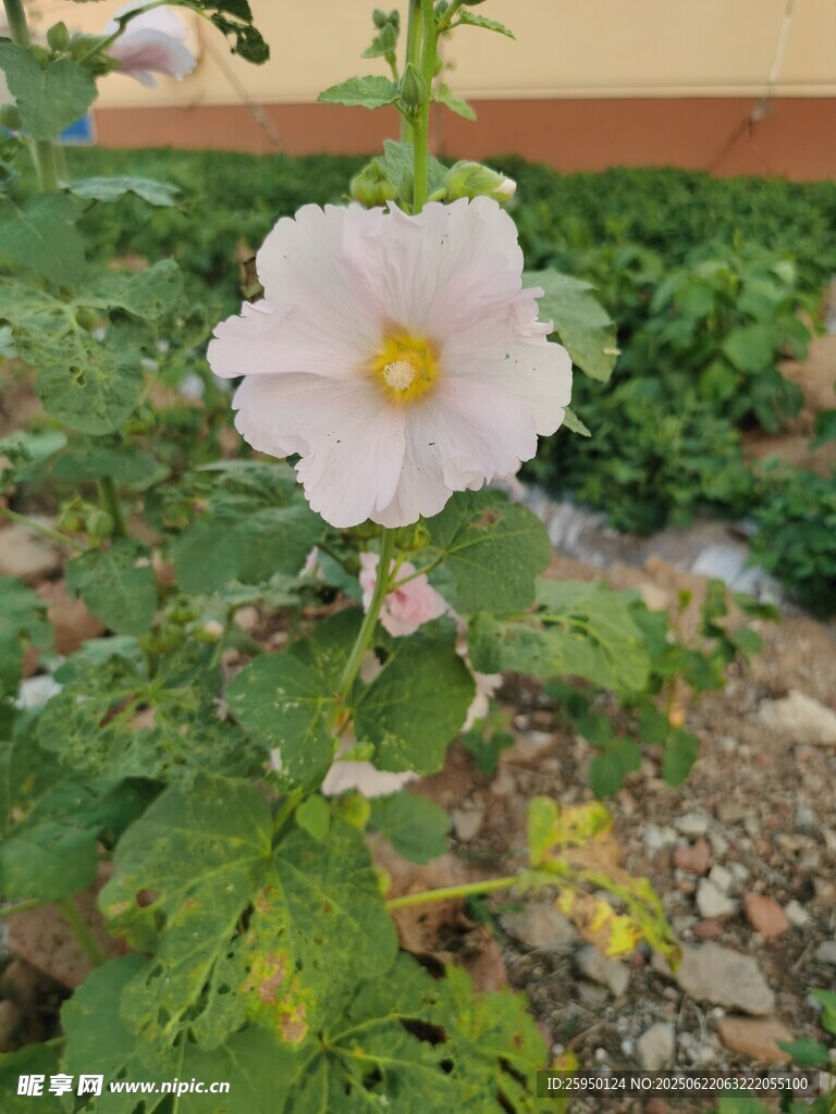 白色蜀葵花绽放于绿植间