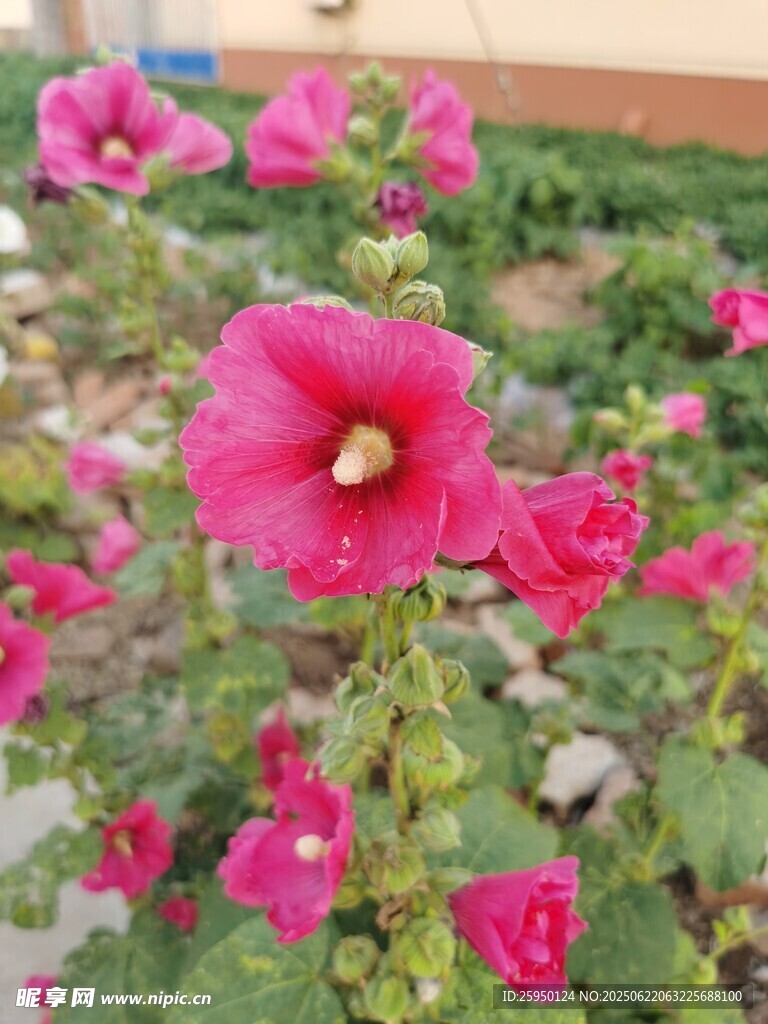 娇艳绽放的粉红色花朵