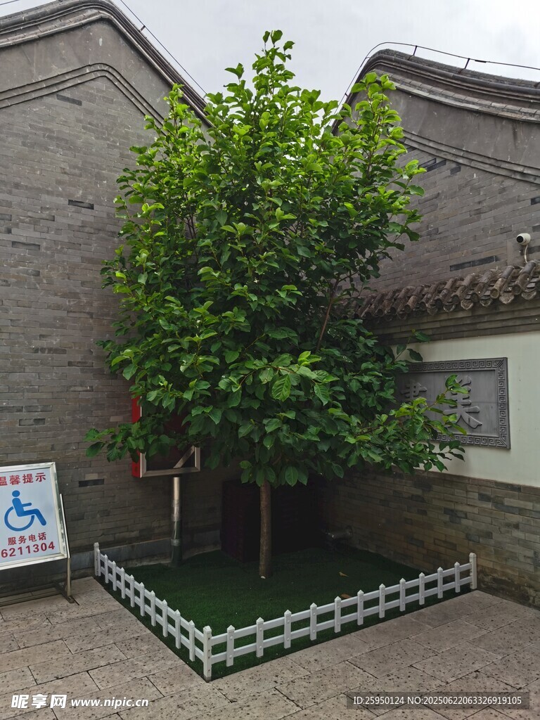 庭院中的葱郁绿树