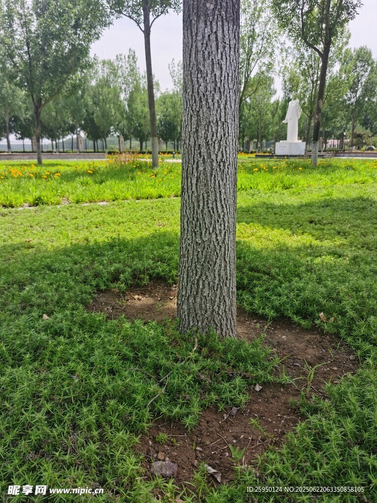树下绿意盎然的草地景观