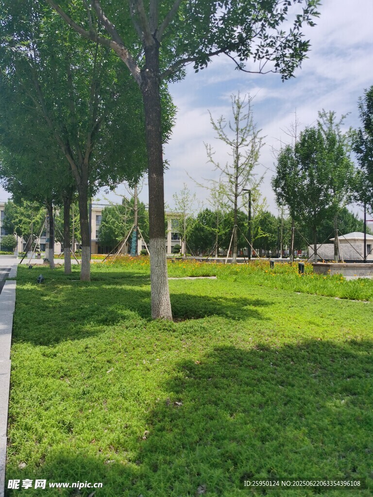 户外绿意盎然的草地风景