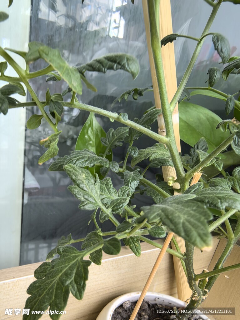 窗边盆栽番茄苗
