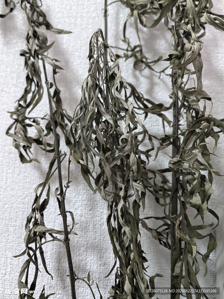 干枯植物枝条特写
