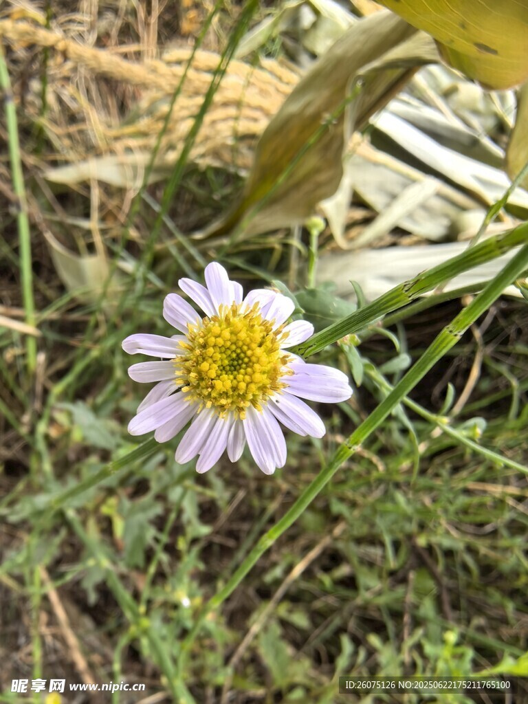 草丛中的美丽小雏菊