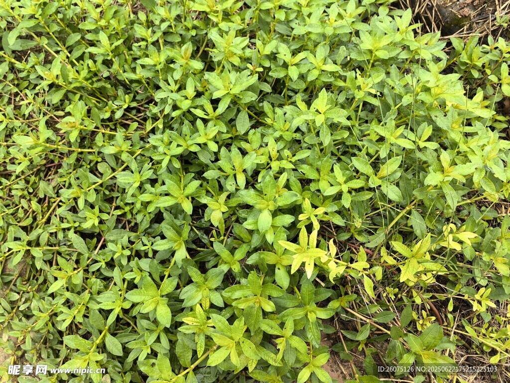 翠绿繁茂的植物景观
