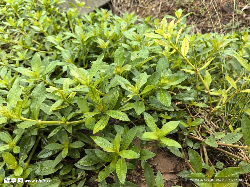 嫩绿繁茂的植物群落