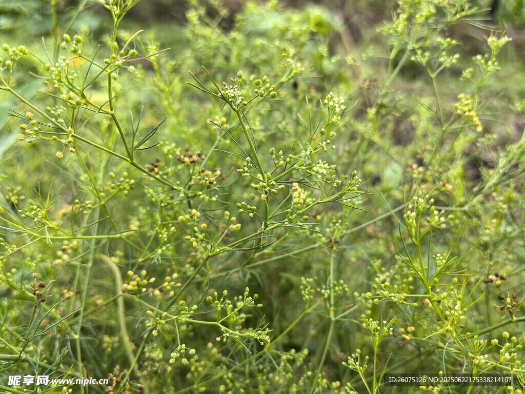 野外繁茂的绿色植物