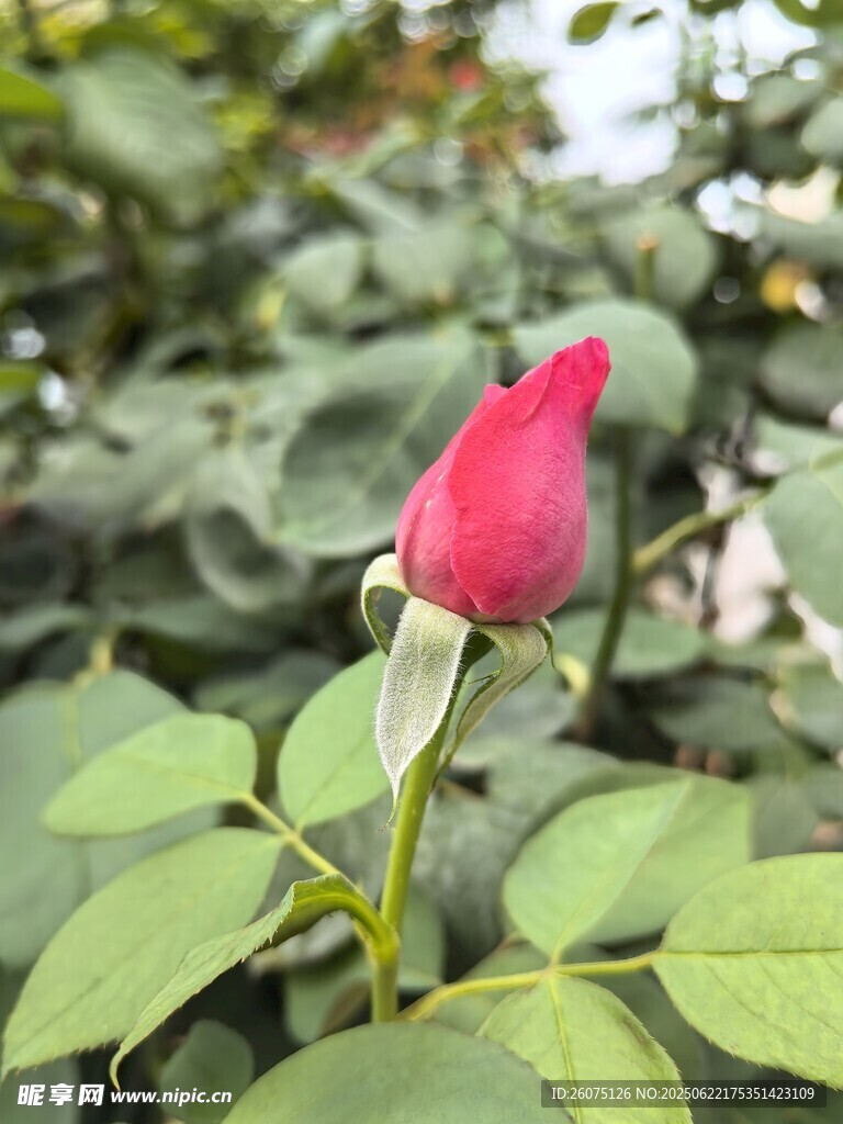 娇艳红玫瑰绽放绿叶间
