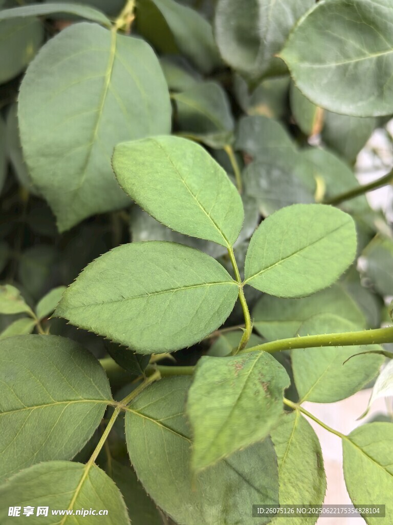 嫩绿叶片特写