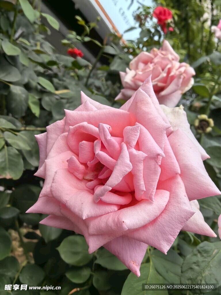 娇艳粉色玫瑰绽放