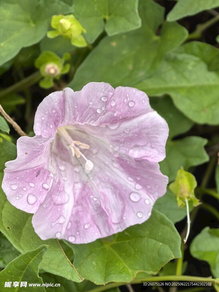 带水珠的粉紫色牵牛花