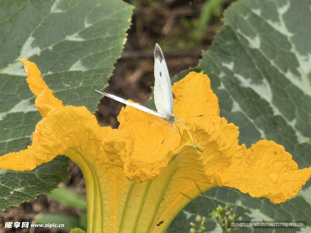 黄色南瓜花特写