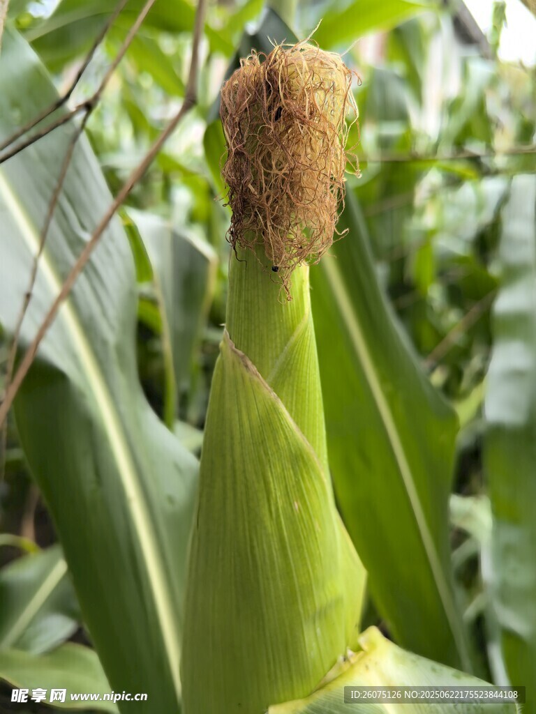 鲜嫩玉米棒