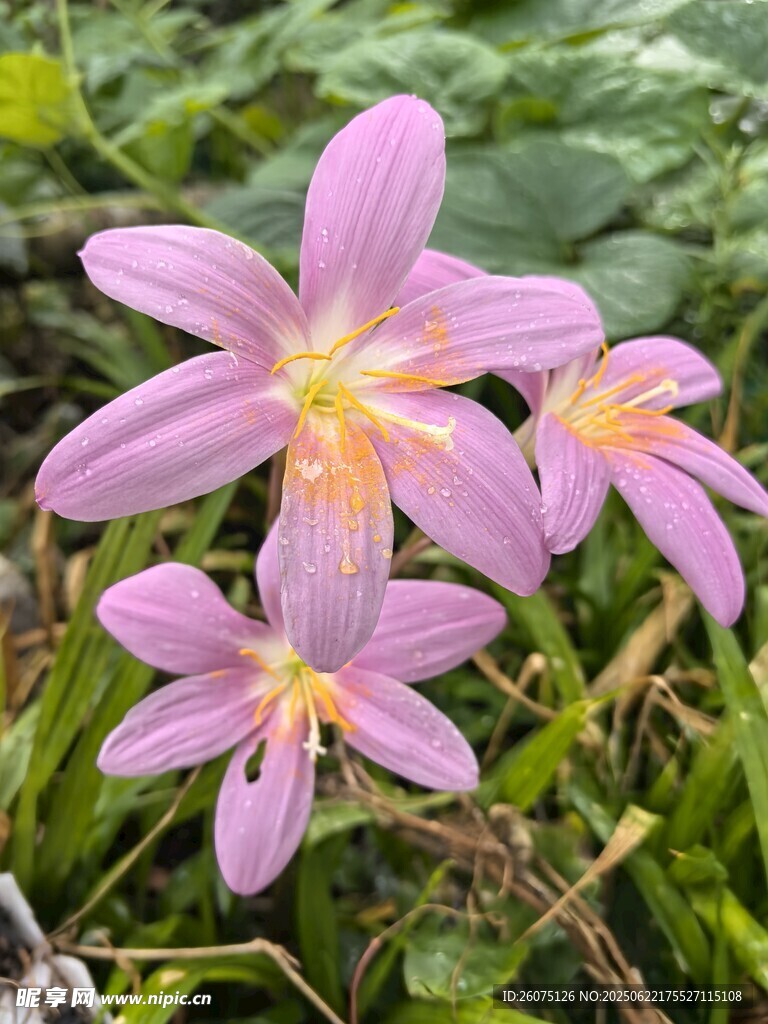 娇艳粉色风雨兰绽放
