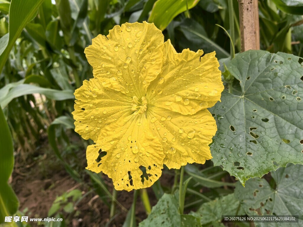 黄色丝瓜花绽放