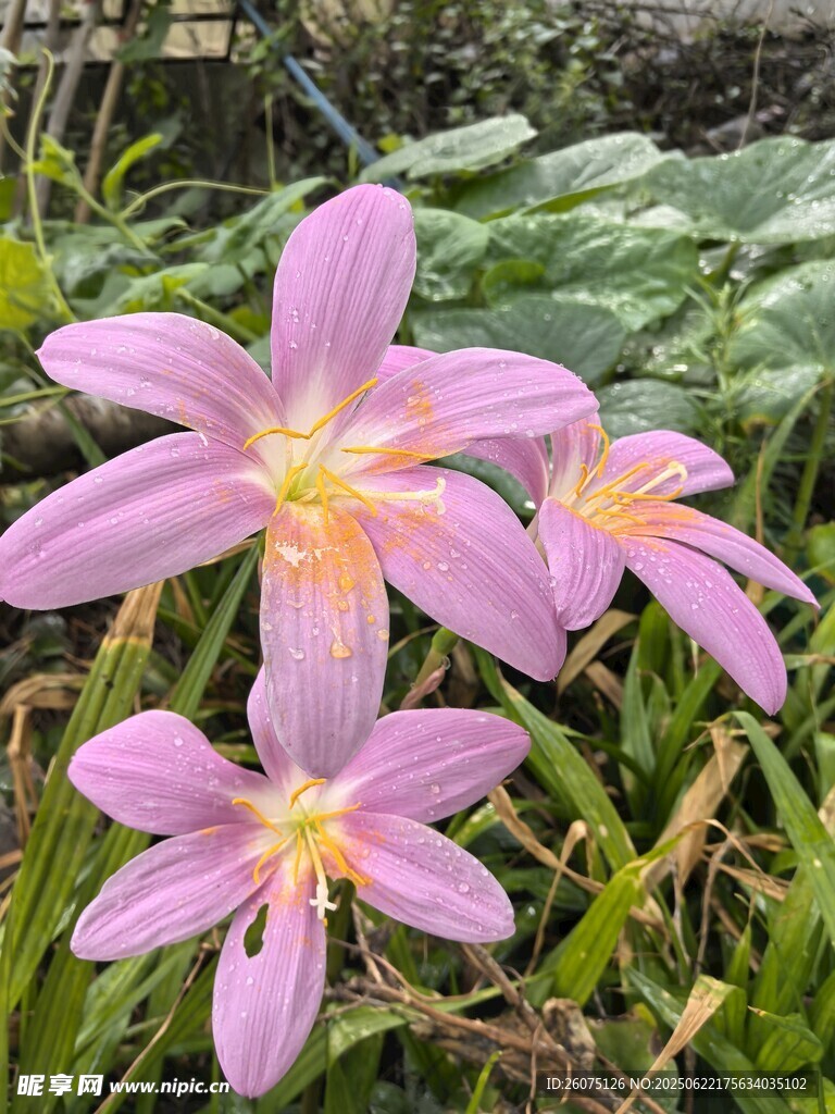 美丽粉色风雨兰绽放
