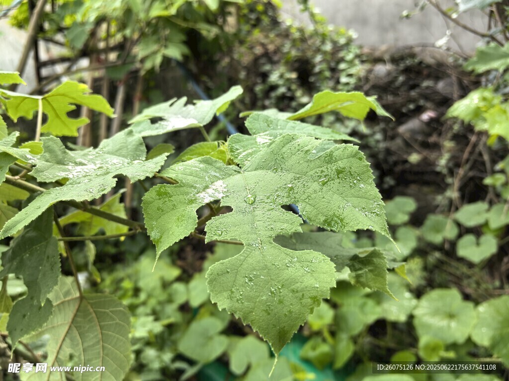 绿叶繁茂的植物景观
