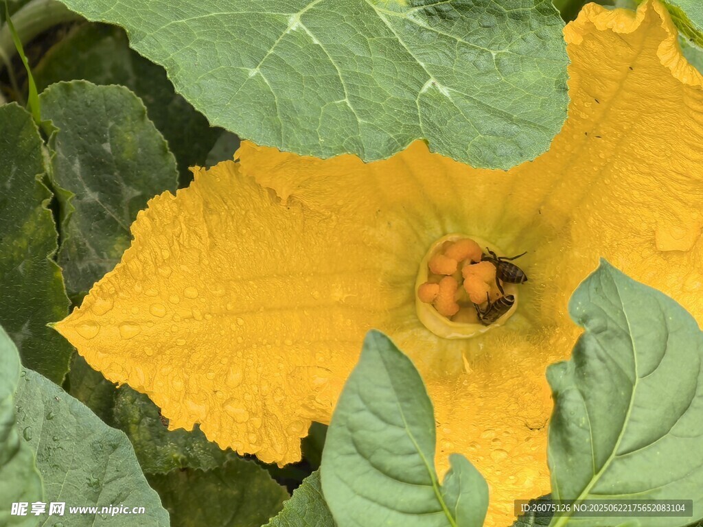 黄色南瓜花花蕊里的蜜蜂