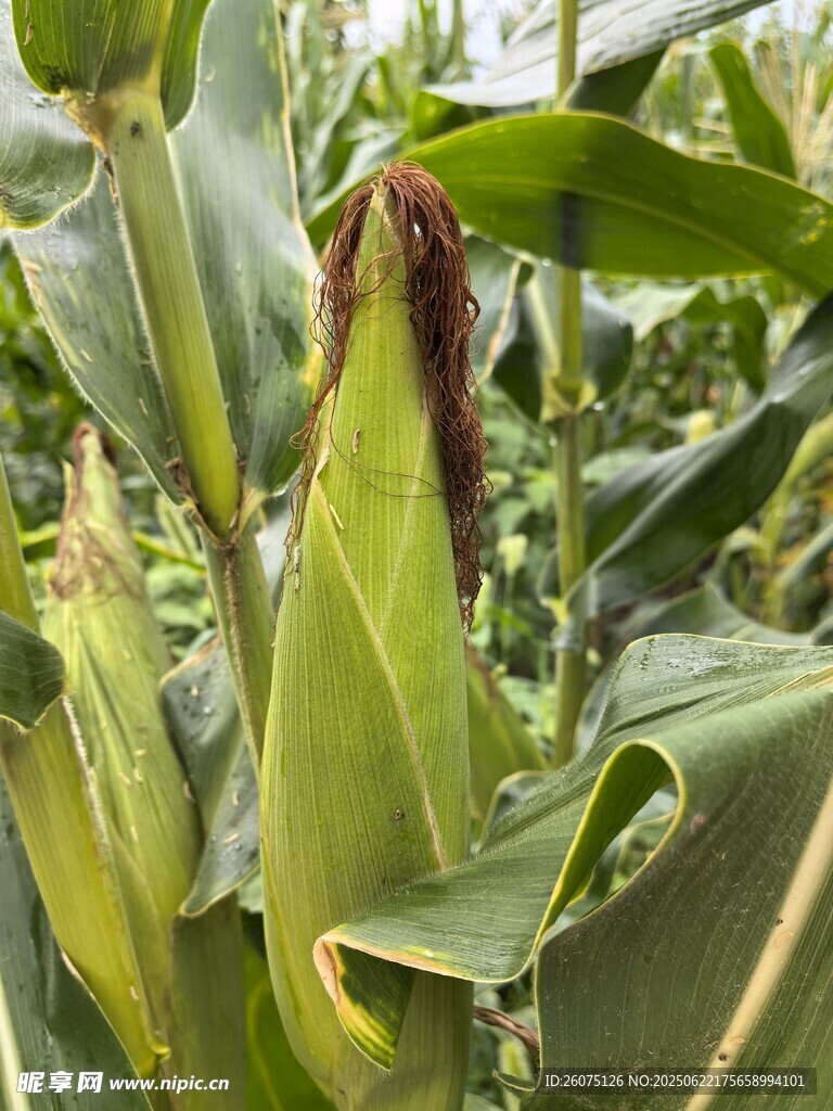 成熟玉米植株特写